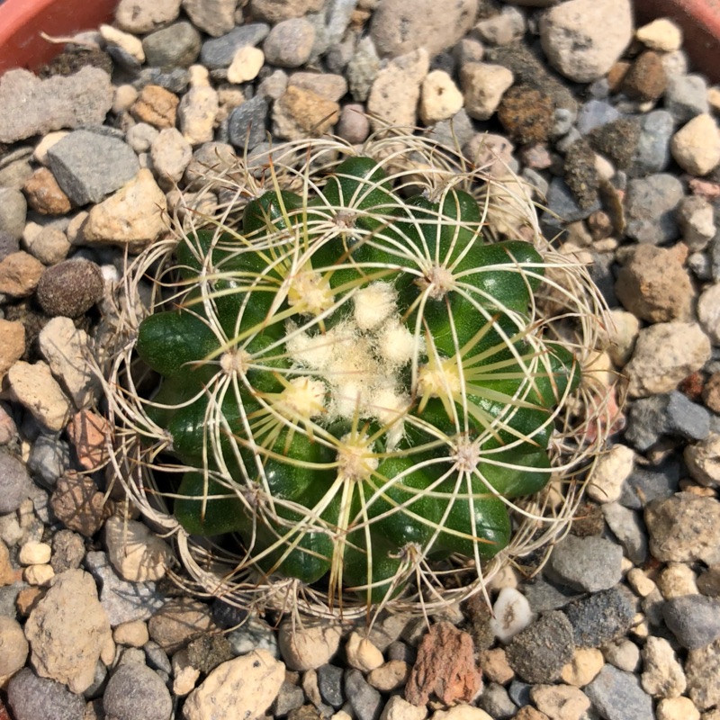 多肉植物仙人掌蜘蛛丸 蝦皮購物