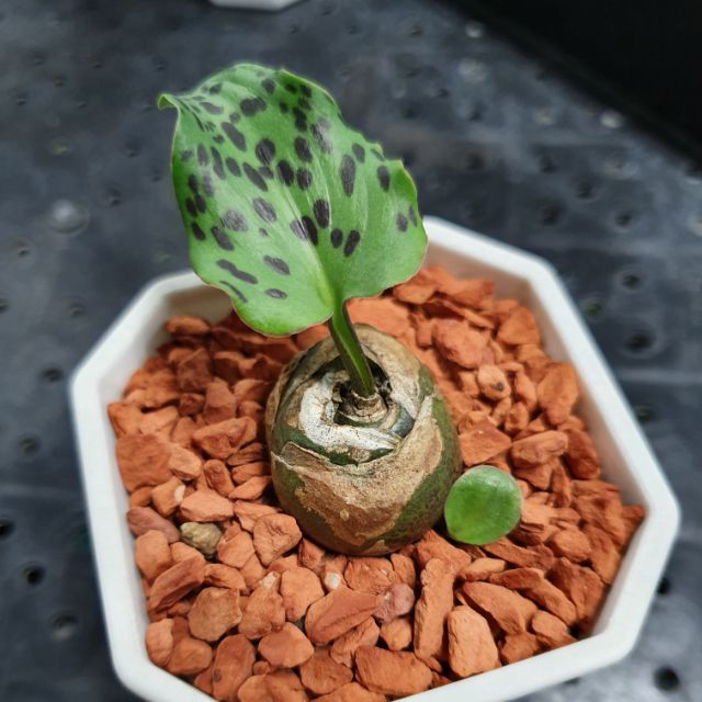 Find X 找肉多肉植物闊葉油點百合 蝦皮購物