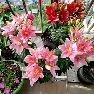 百合花種子的價格推薦 21年8月 比價撿便宜