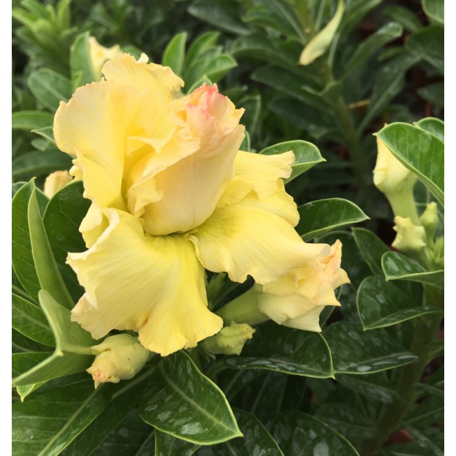 花囍園_多肉觀花植物—沙漠玫瑰(黃色  重瓣)--夾竹桃科~幾乎全年有花/5吋高約15-25cm/特價258