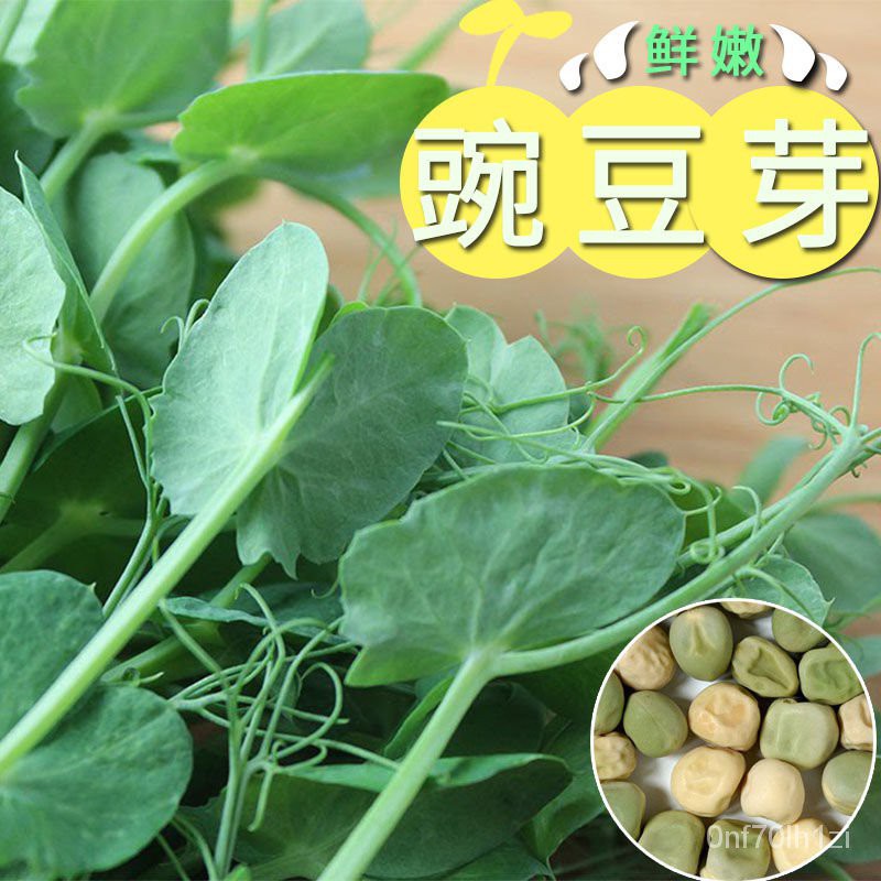 禾月小鋪蔬菜種子無須豌豆苗種籽豌豆尖芽豌豆苗荷蘭豆苗強力豆苗種子 蝦皮購物