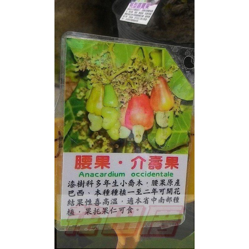 水果苗  腰果(介壽果)  4吋盆高25-30cm優良堅果【花田里】KK