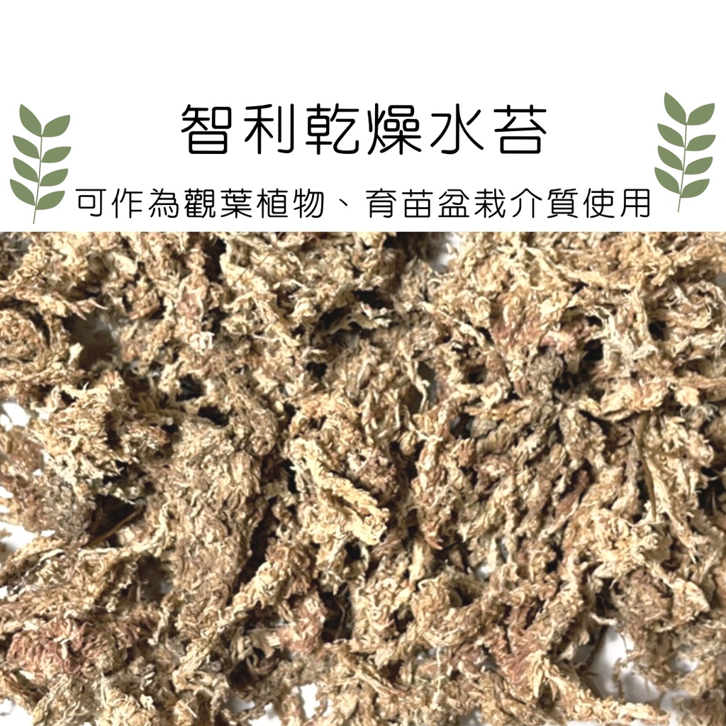 乾燥水苔 Ptt Dcard討論與高評價網拍商品 21年11月 飛比價格