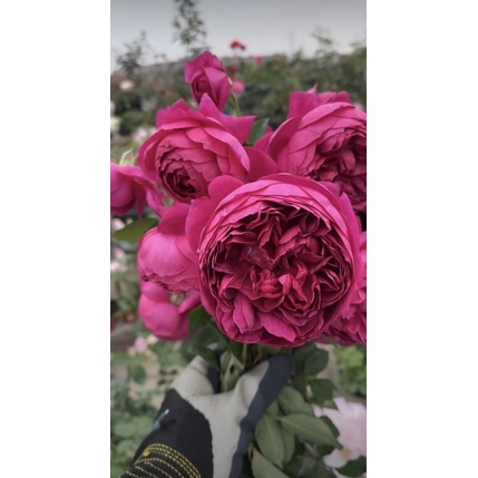 《秋日胭脂》 濃香 食用玫瑰 玫瑰 薔薇 月季 三寸半苗 自產自銷