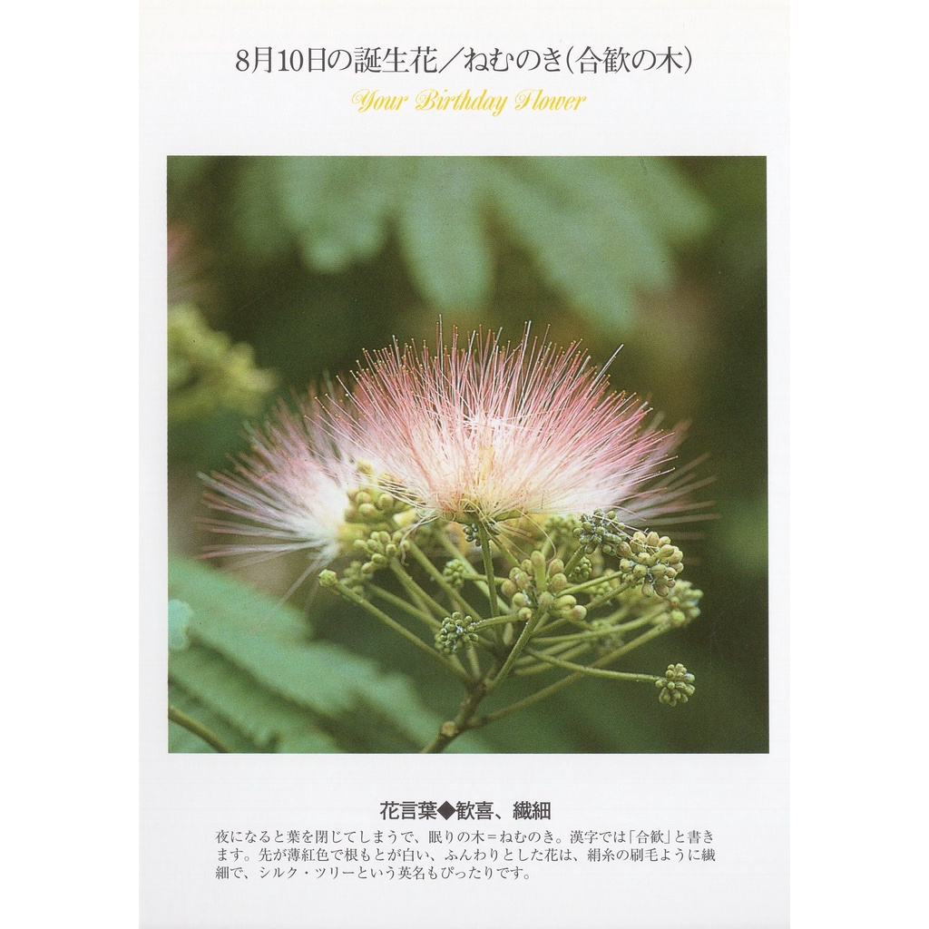 33明信片本舖 日本進口明信片8月生日花誕生花明信片 單張入 蝦皮購物