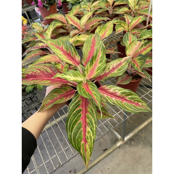 火狐狸將粗肋草5吋盆特價400元