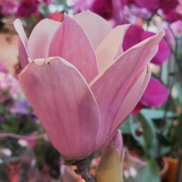 元茂園藝桃園愛買園區頂級觀賞樹種辛夷木蘭迎春花盆栽 開花中 蝦皮購物