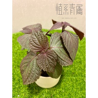 紫蘇 優惠推薦 21年7月 蝦皮購物台灣