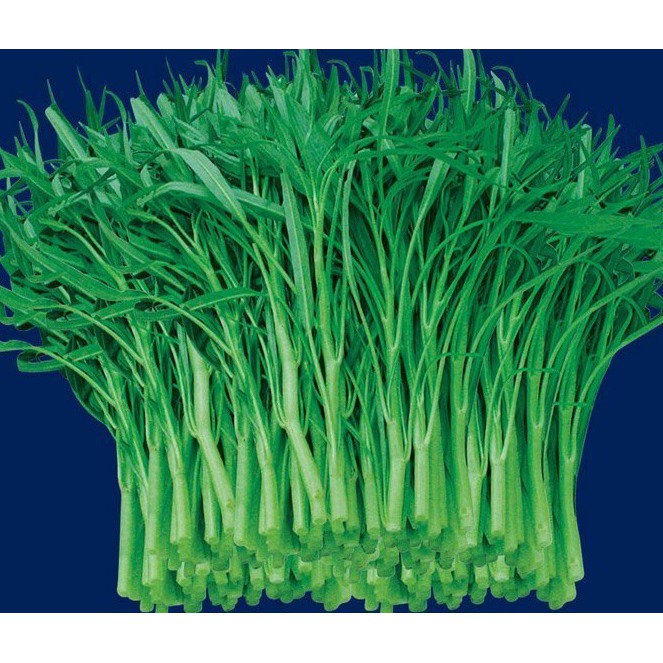 【大包裝蔬菜種子L161】竹葉空心菜~葉片細長，尾端尖有如竹葉，莖脆質嫩。性耐高溫及好濕，夏天播種後約20天可採收