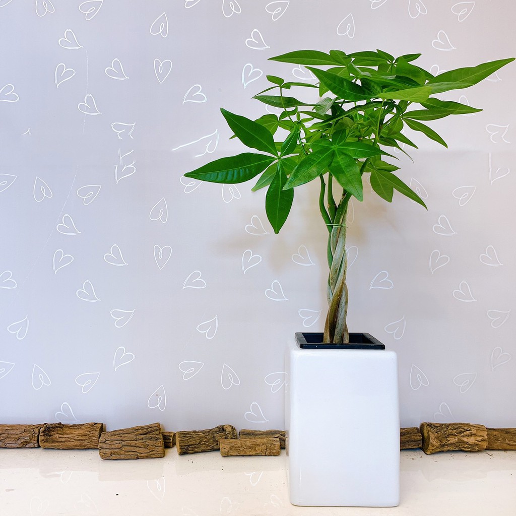 水耕發財樹 植物 盆器 水耕植物懶人盆栽水耕盆栽淨化空氣室內植物 蝦皮購物