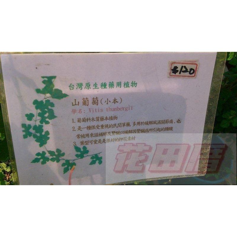 【花田里】香草植物_山葡萄_  5吋盆 高25-40cm