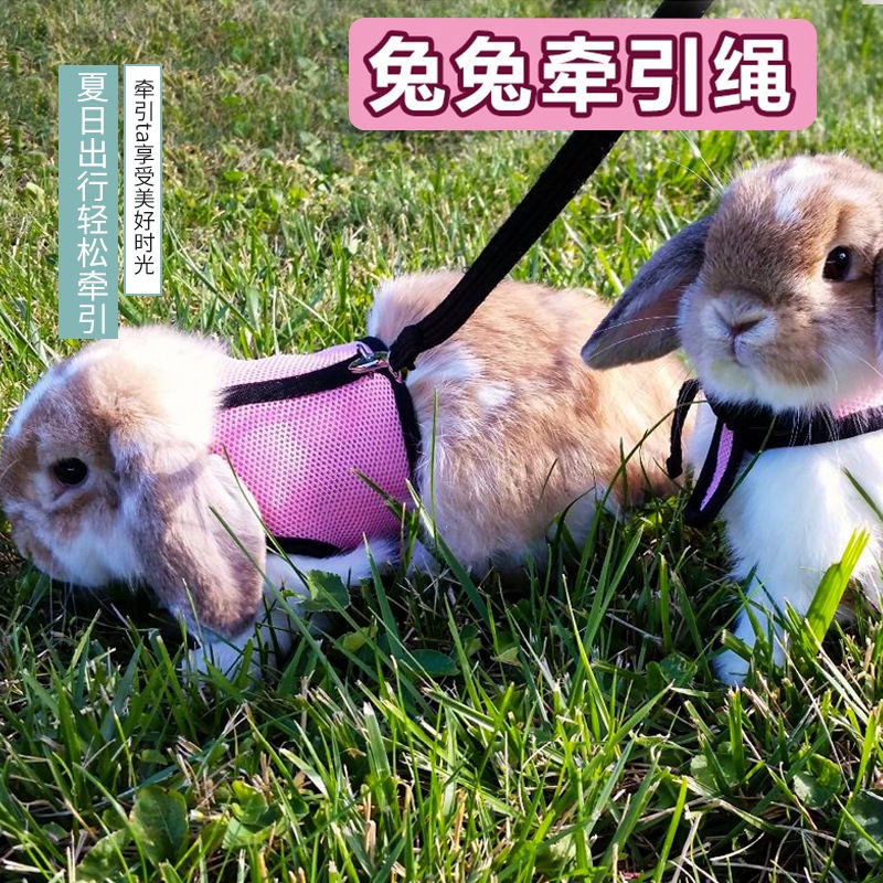 【嚕寶寵物】兔子牽引繩 胸揹帶可調整背心式荷蘭豬溜兔繩兔子專用胸背外出小寵牽引繩 兔兔牽引繩
