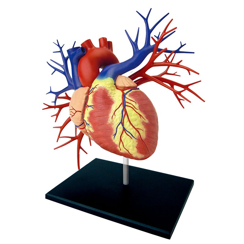 4D MASTER 益智拼裝玩具 1:1大心臟內臟器官解剖模型 醫學教學模型