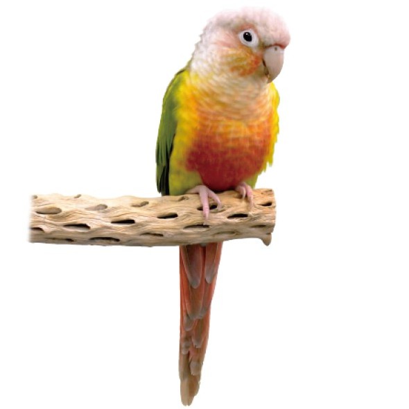 美國帕麗 仙人掌棲木│Amigo阿迷購 鸚鵡 鳥棲木 站棒 天然棲木《寵物鳥世界》AM0087 AM0088