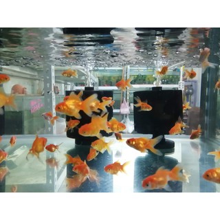 一元水族 青蘋果綠仙子 青蘋果綠斑馬活餌 飼料 蝦皮購物