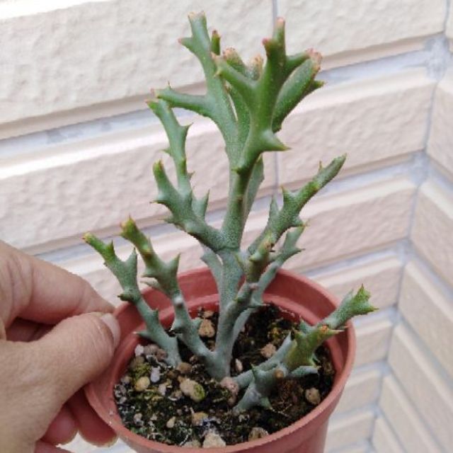 鹿角珊瑚-多肉植物（3吋盆）
