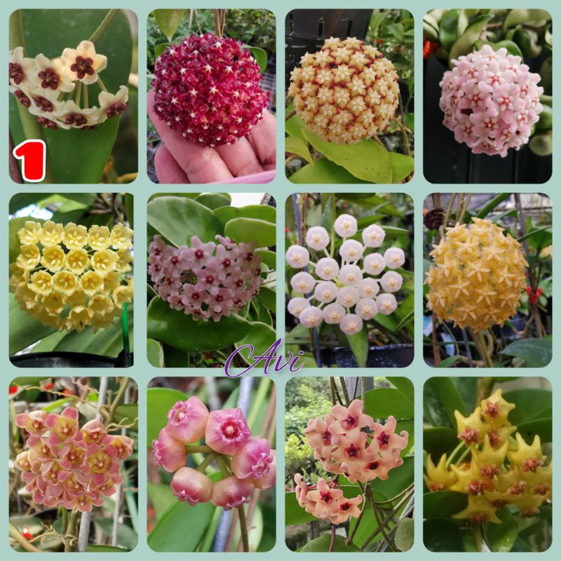 各種毬蘭開花株台灣毬銀粉夏威夷楓葉錢幣火紅黑龍歡迎提問 Avi花園 蝦皮購物