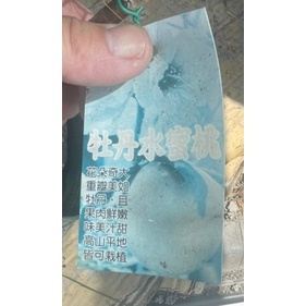 【花田厝】水果苗 _牡丹水蜜桃(嫁接苗)_4吋盆 高40-60cm 花朵奇大,重瓣美如牡丹 高山平地可栽種(超取會折彎) #1