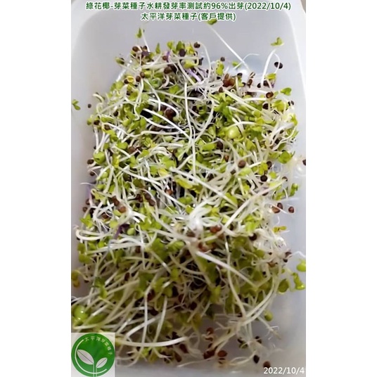 綠花椰種子 青花菜種子 紐西蘭 300g約顆 可水耕 土耕 96 高發芽率 芽菜種子 生菜種子 芽苗菜種子 蝦皮購物