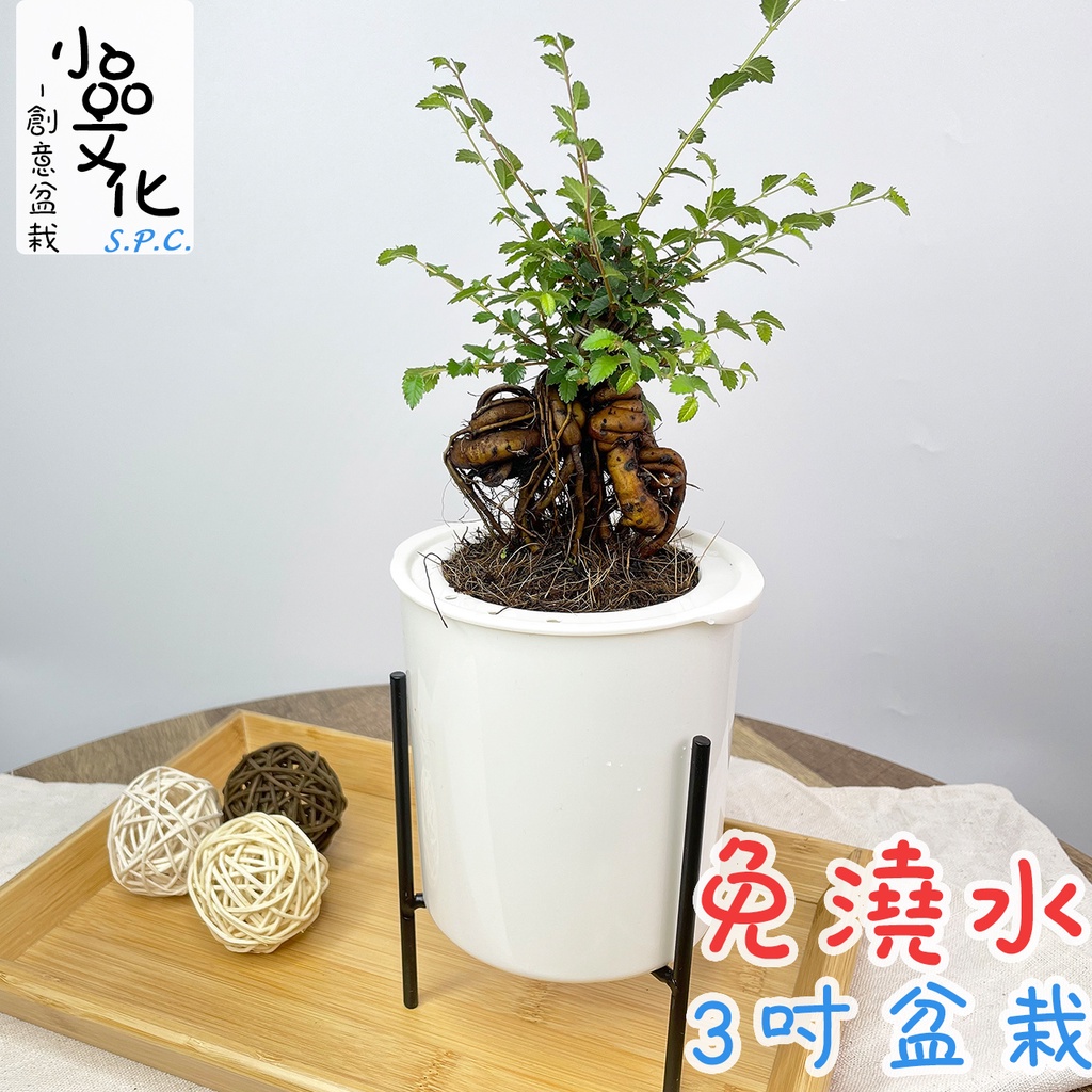 【小品文化】榆樹【現貨】3吋鐵架免澆水盆栽 懶人盆栽 觀葉植物 陽台植物 自動吸水 創意花盆 居家辦公盆花