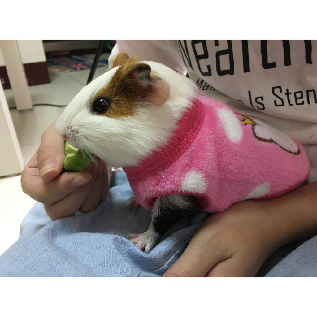 台灣現貨 寵物衣服3xs 4xs Fatbe Diary 天竺鼠冬季可愛絨毛貓兔子 蝦皮購物
