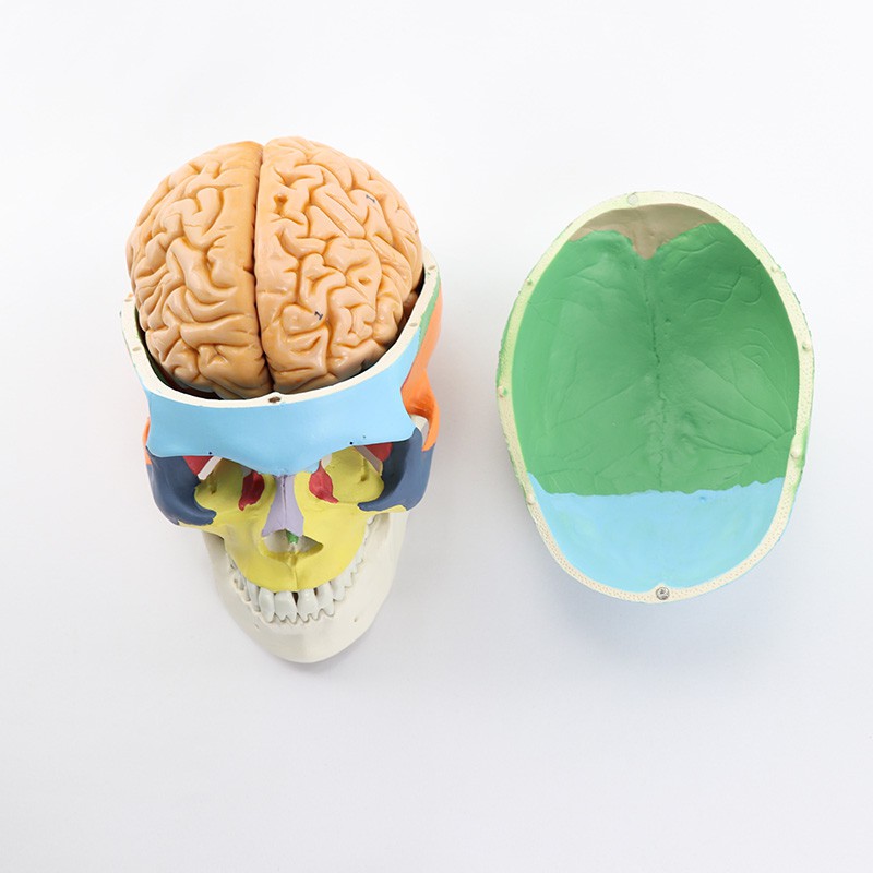 醫學人體彩色頭骨附大腦模型1:1顱腦模型解剖神經科 MTG012