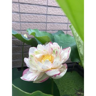 火蛋白石 寒帶觀音蓮 蝦皮購物