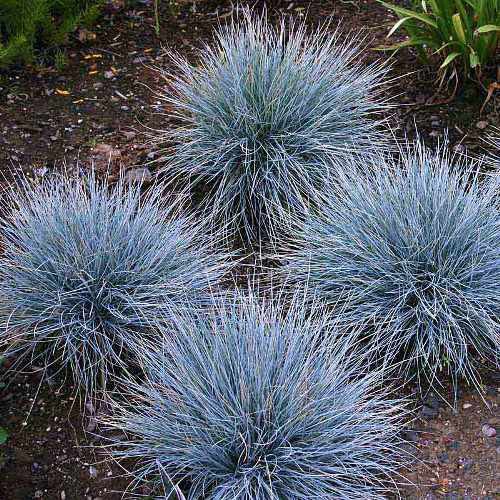 268菜園 藍草種子 花壇庭園造景最佳素材 蝦皮購物