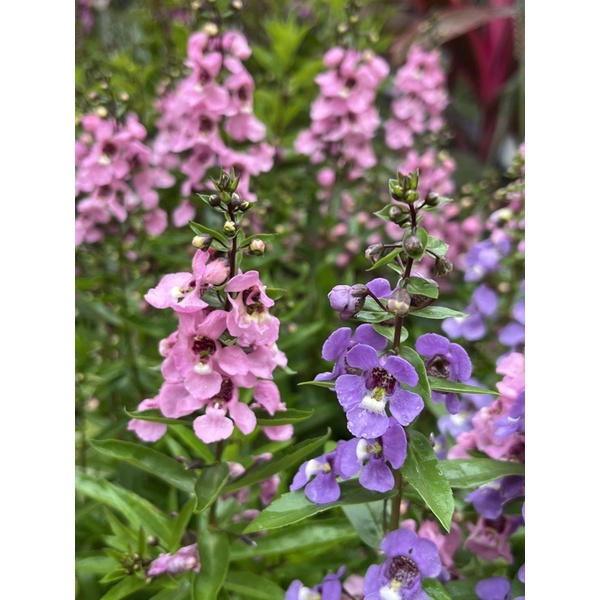 植悟誌の天使花angelonia Salicariifolia 美麗小天使 6吋盆 蝦皮購物