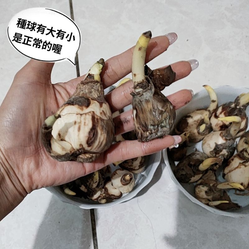 水仙球根 優惠推薦 22年4月 蝦皮購物台灣