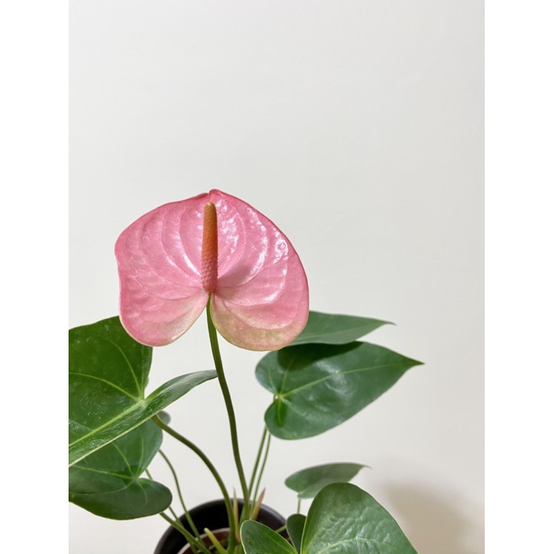 有話植說 水蜜桃火鶴戀愛之花火鶴觀花植物3 5吋盆 蝦皮購物