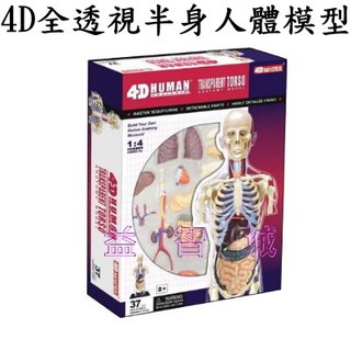 益智城《人體模型/人體器官模型/人體解剖模型/DIY模型/人體器官解剖模型/4D Master 》4D全透視半身人體模型