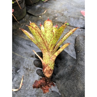 漫活雨林 Neoregelia Angel face x Midget /五彩積水鳳梨/積水鳳梨/觀賞/園藝