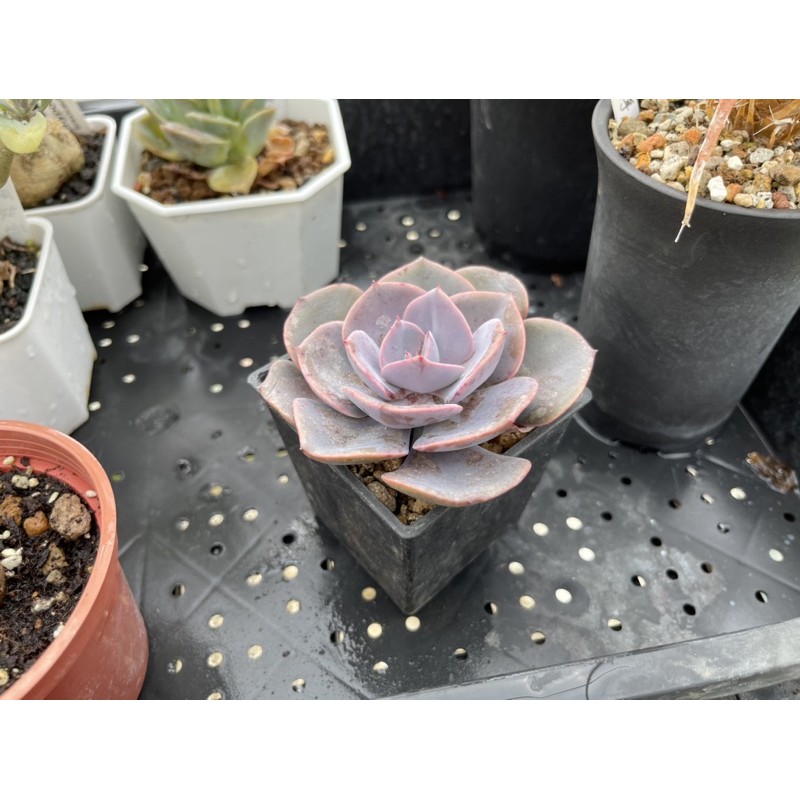 紅塵玫瑰 景天科系列 灑澆多肉Sajiao Succulent