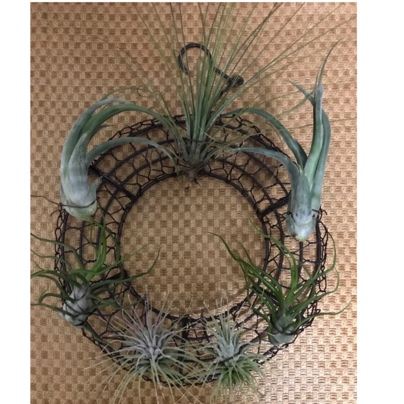 鐵線花環 優惠推薦 21年7月 蝦皮購物台灣