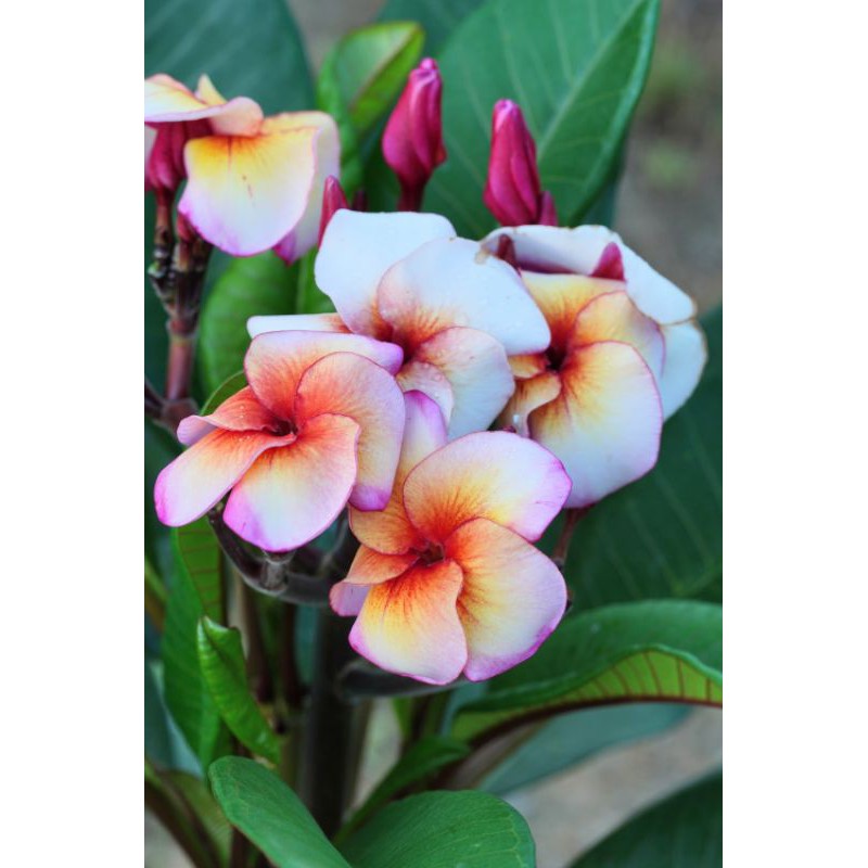 熱情奔放的艷陽潑墨 太陽飛濺 Sun Splash 雞蛋花 蝦皮購物