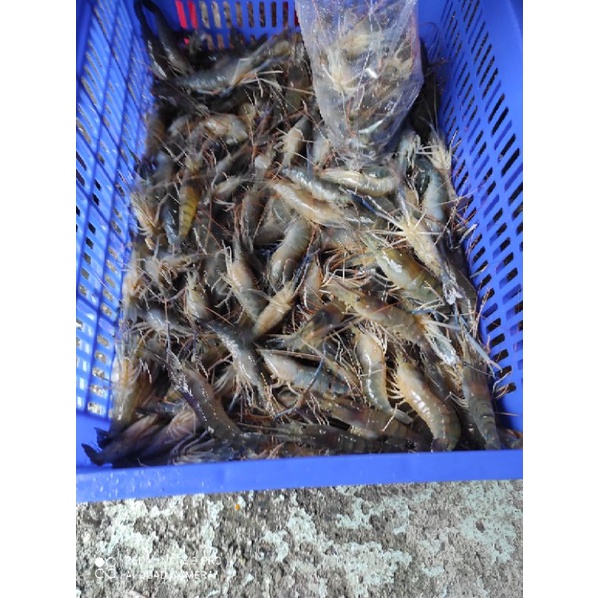 阿佑水產綜合泰國蝦產地直送活體急速冷凍
