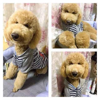 第2件5折 中大型犬衣服 狗狗連帽大學T 大狗衣服 大狗衣 大狗帽T 寵物衣服 寵物服裝 寵物服飾 米克斯衣服 阿力寵物