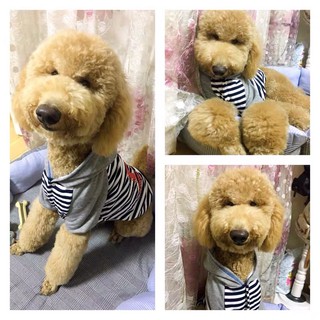 【現貨】中大型犬衣服 05條紋帽T（藍色）大狗衣服 中型犬衣 大狗衣 大狗帽T 寵物衣服