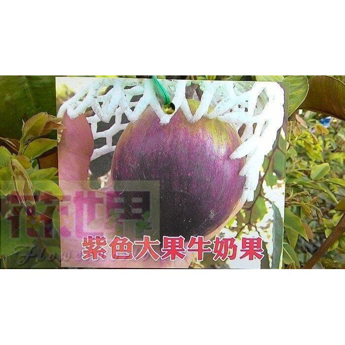 花花世界_水果苗--紫色大果牛奶果--星蘋果3.5吋盆高30-45公分