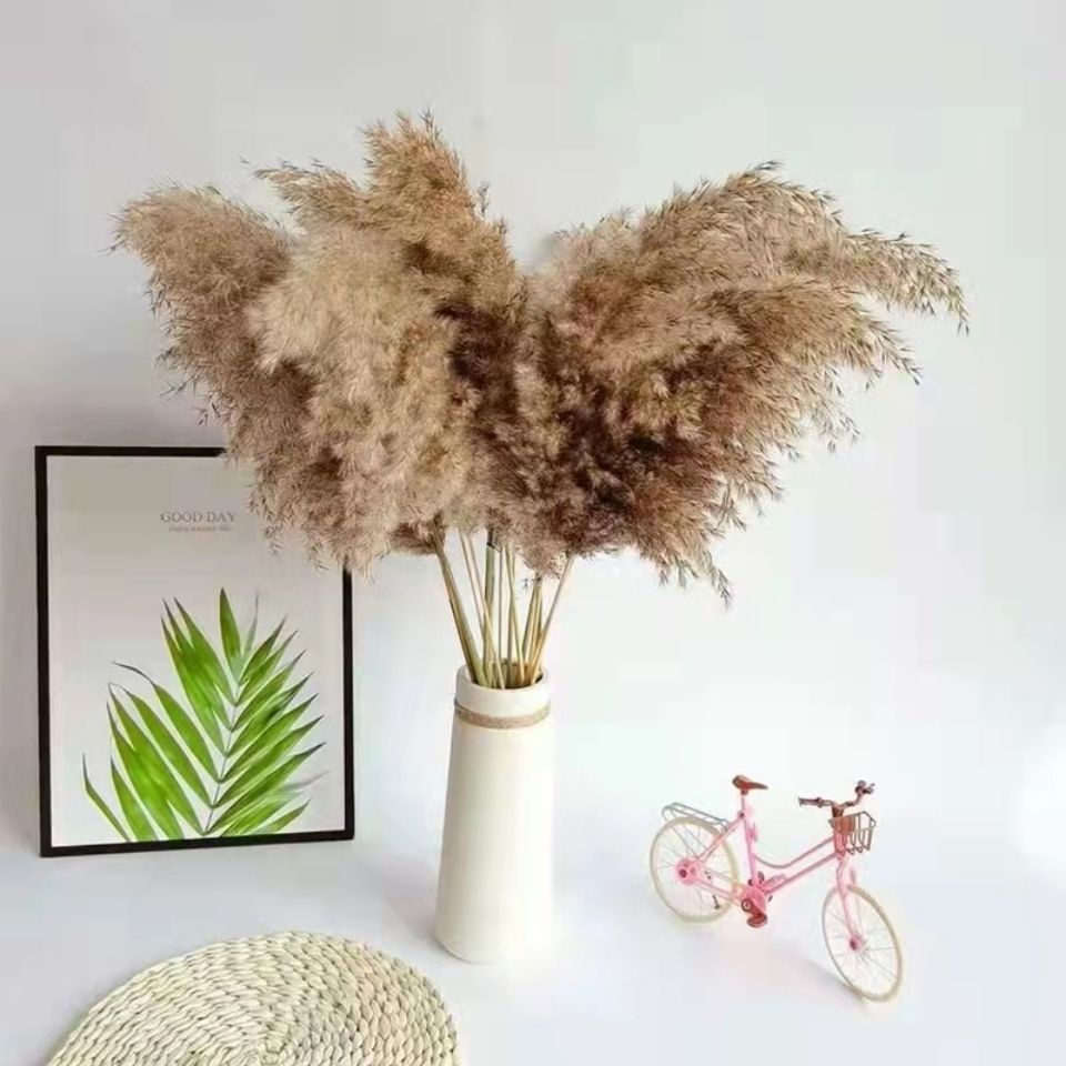 天然蘆葦草🌼 永生花 乾燥花 拂塵花 乾花 花束 櫥窗 家居裝飾 裝飾客卷 落地式擺件 婚慶道具💕  🌾