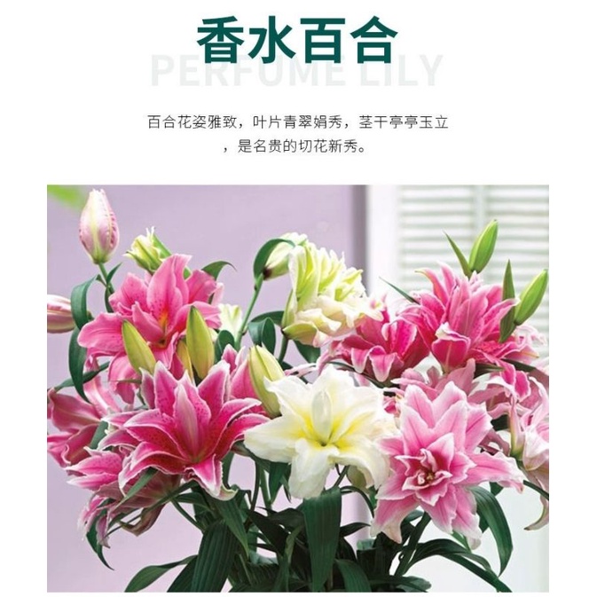 香水百合百合盆栽重瓣香水百合花種球種子球根四季開花濃香室内外花卉盆栽香水百合鬱金香風信子芍藥四季新手盆栽 蝦皮購物
