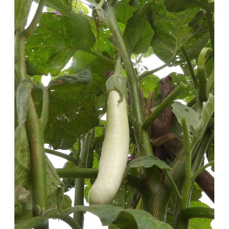 長白茄 白茄子 種子60粒30元 買5送1 蝦皮購物