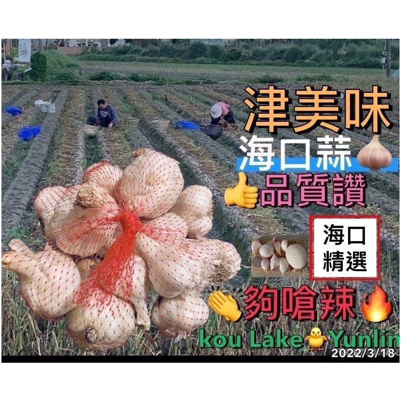 !蒜頭!蒜球!大蒜🧄雲林口湖蒜頭🌈大片黑葉 海口蒜👨‍🌾2023年大顆蒜球(🌈2023年5月3日已乾🧄以台斤計價)