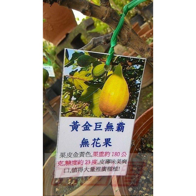 【花田厝】水果苗  黃金巨無霸無花果 5-6吋盆 高10-40 cm 果大金黃