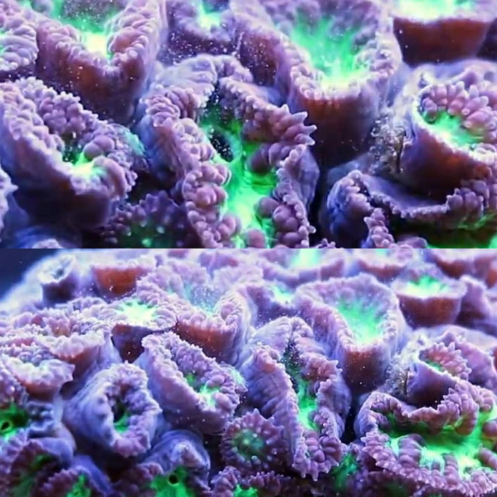 美國營養大師ocean Nutrition On全尺寸珊瑚口服飼料10g 珊瑚珊瑚飼料營養大師 蝦皮購物