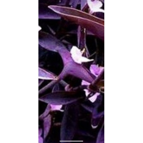 紫色鴨拓草枝條 5吋盆  份量 實物拍攝  枝條出貨