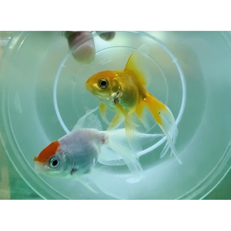 Shalom Fish 沙龍好魚長尾丹頂紅金魚長尾琉金高雄市可面交 蝦皮購物