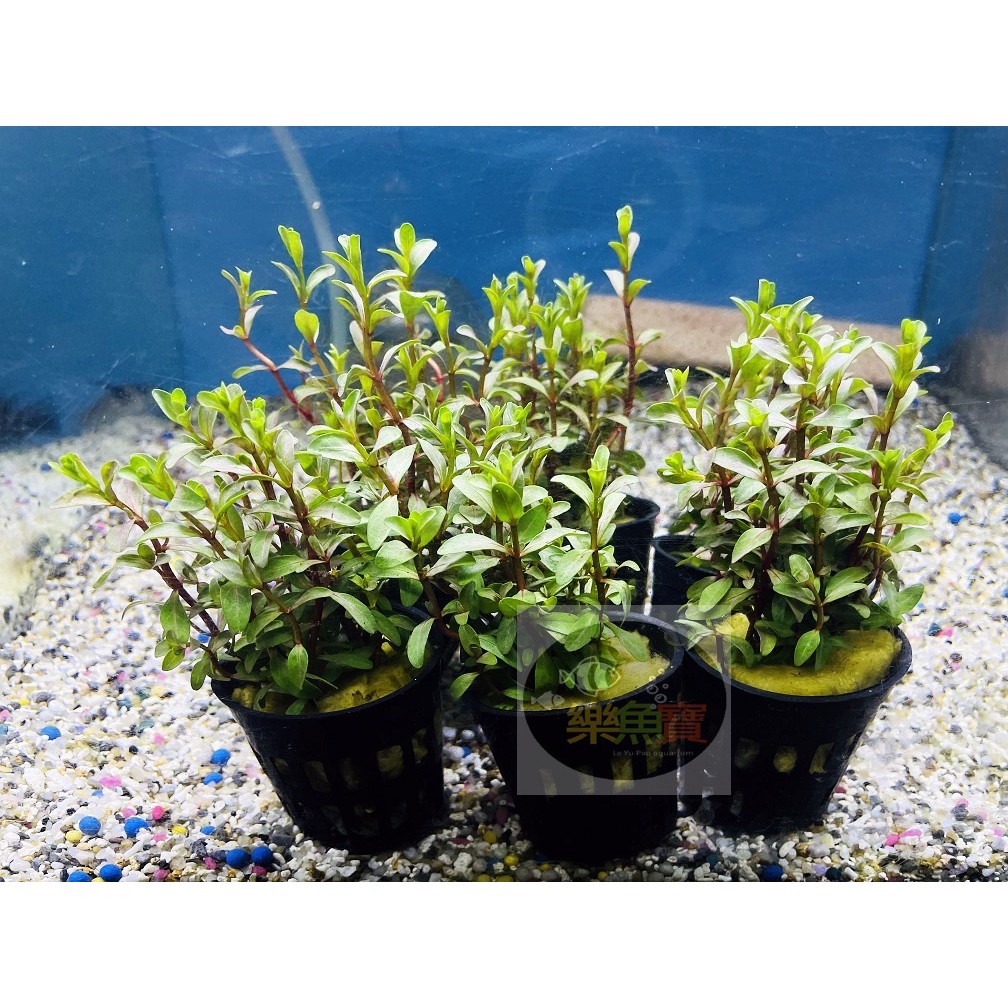 水草盆 拍賣 評價與ptt熱推商品 21年6月 飛比價格