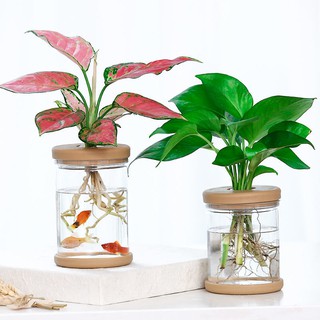 水耕花器 園藝植作優惠推薦 居家生活21年9月 蝦皮購物台灣